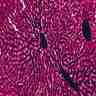 Tissu hépatique
